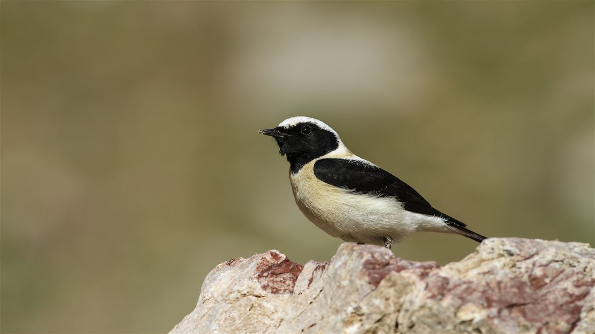 Black-eared Wheatear