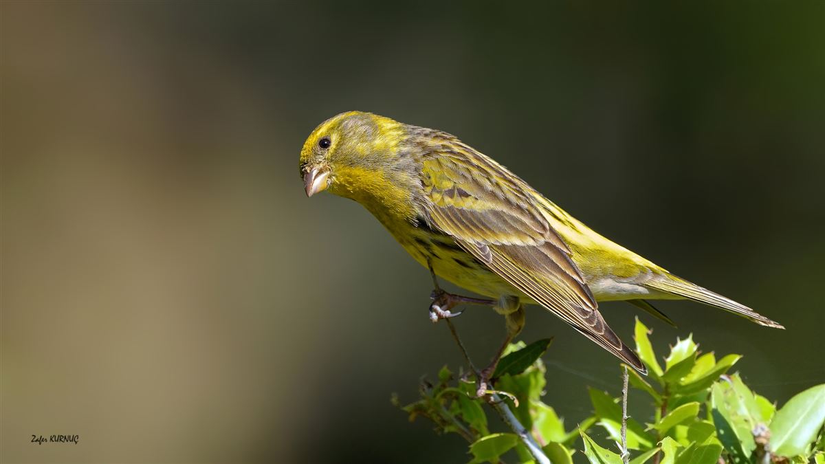 European Serin