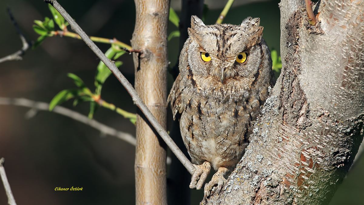 Eurasian Scops Owl