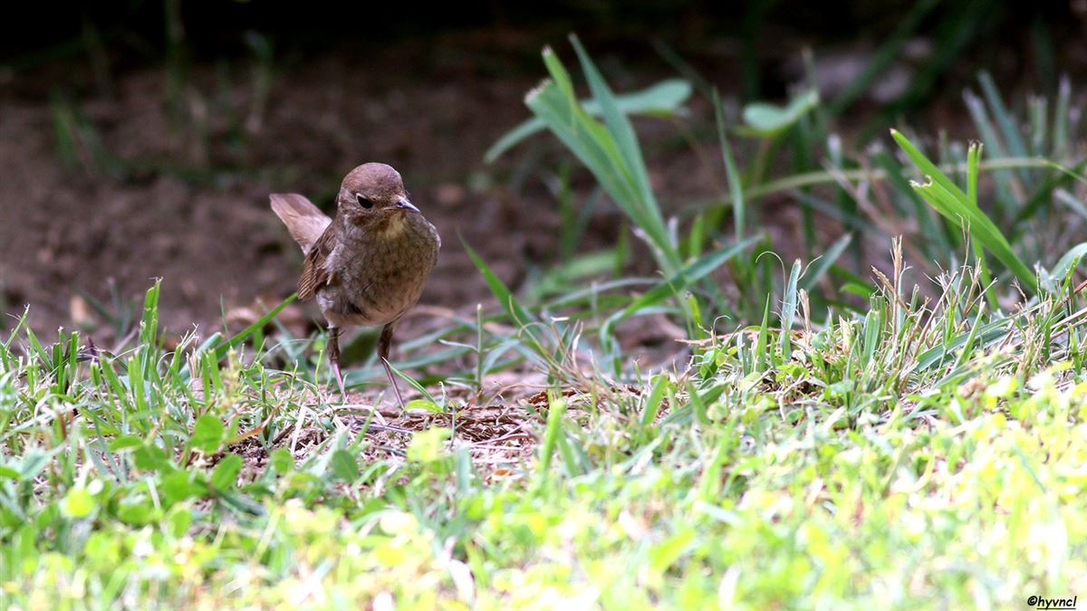 Benekli bülbül