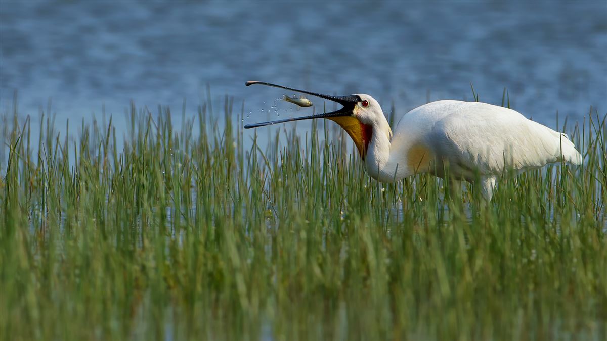 Eurasian Spoonbill
