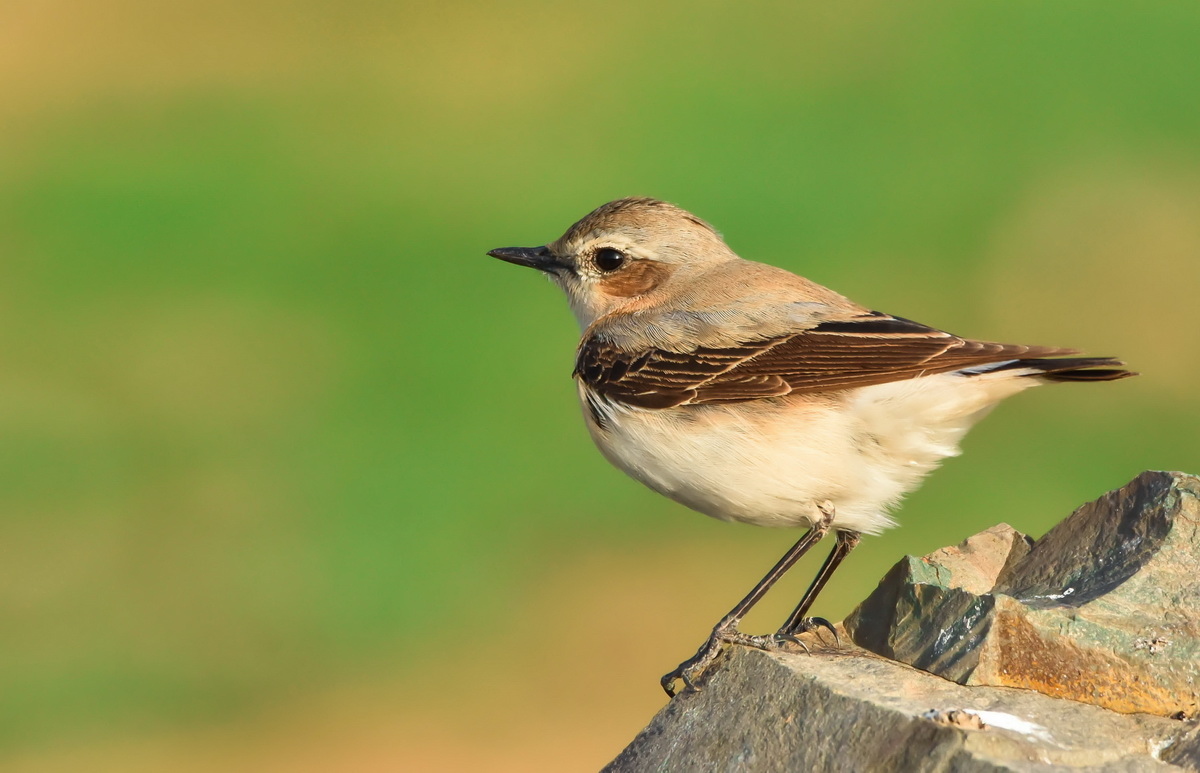 Northern Wheatear
