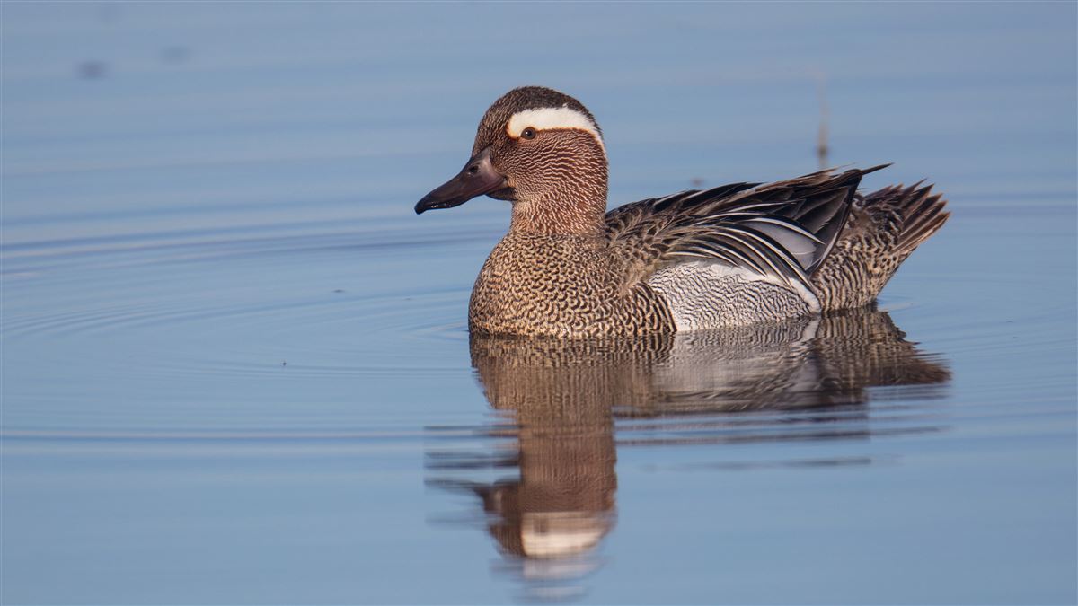 Garganey
