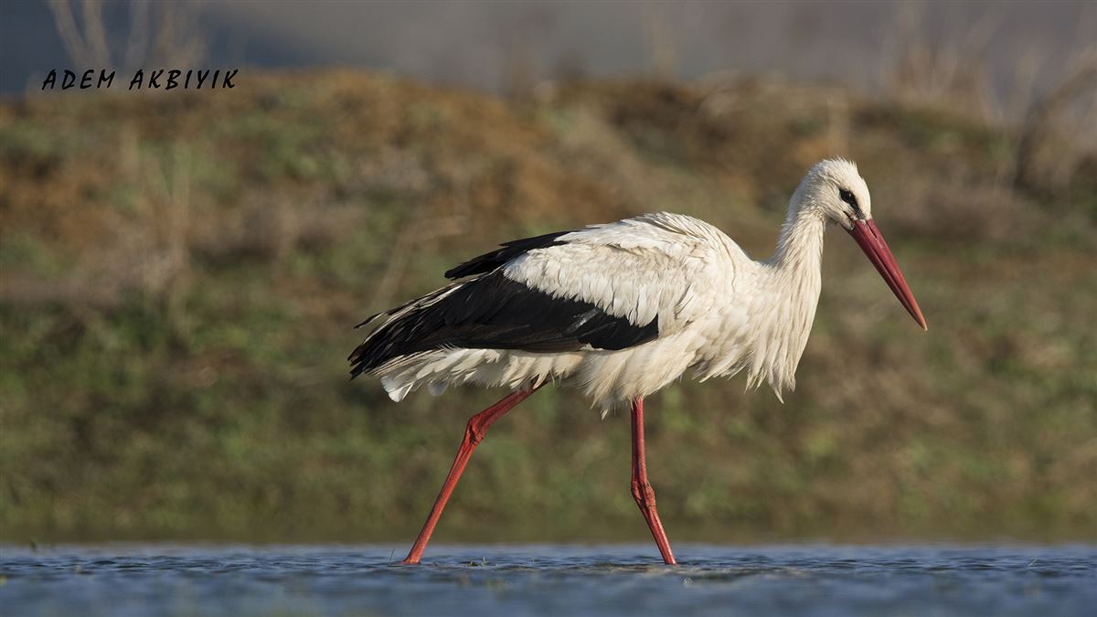 White Stork