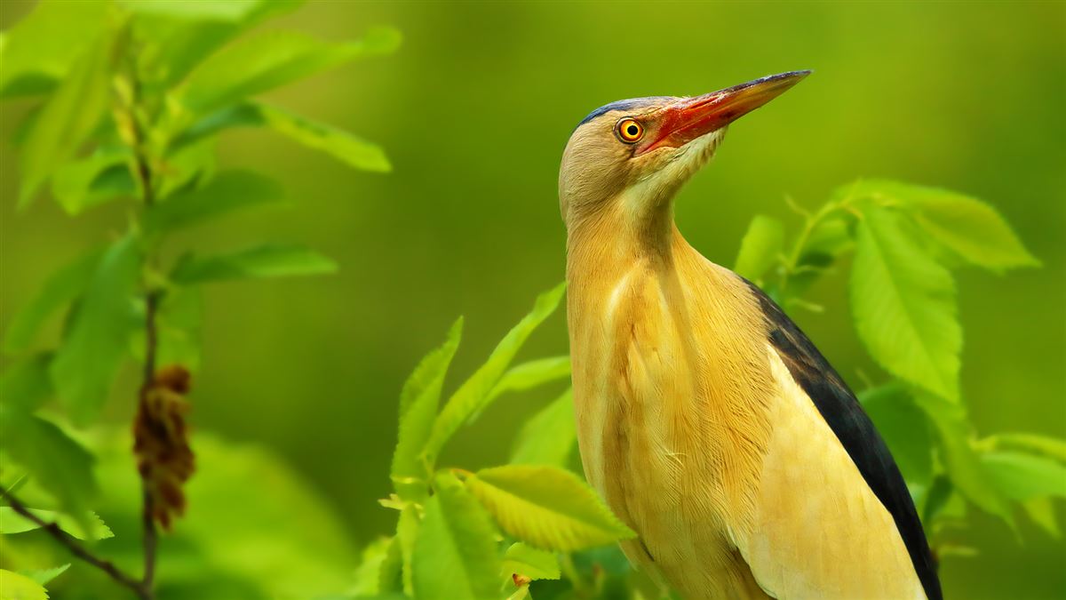 Little Bittern