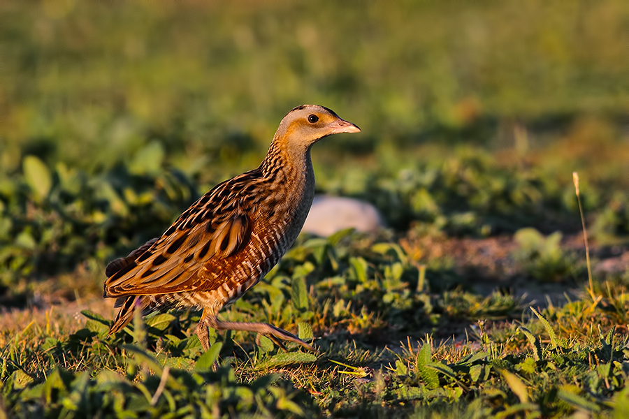 Corn Crake