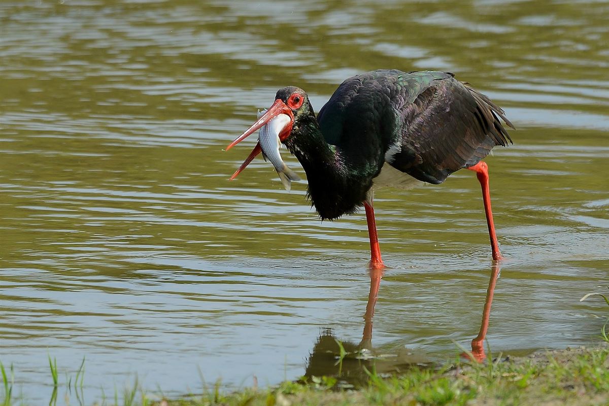 Black Stork