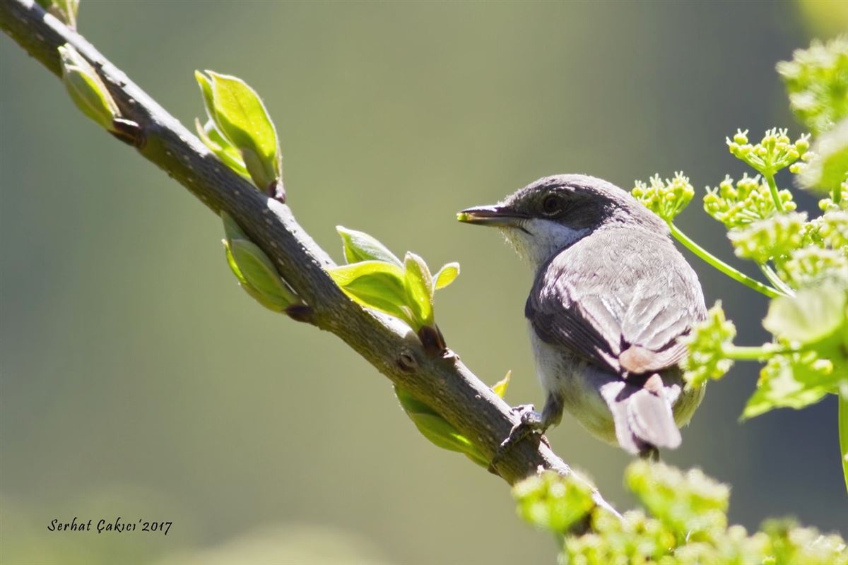 Lesser Whitethroat