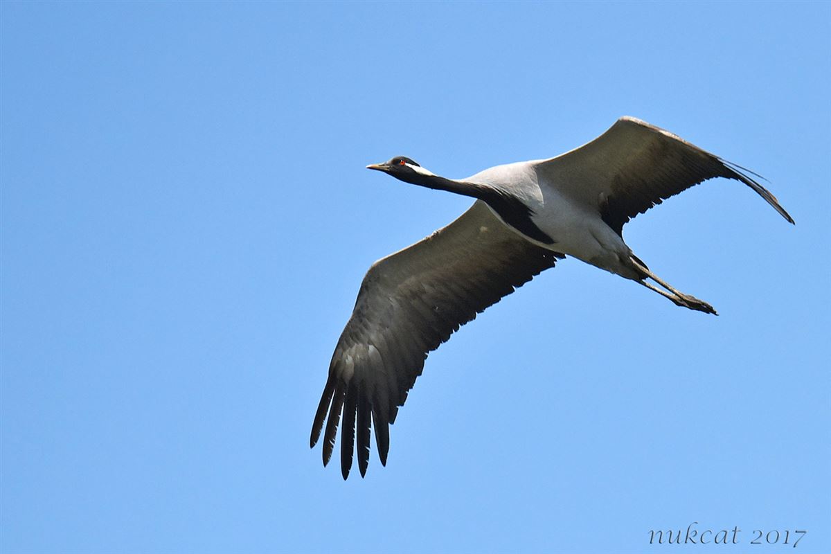 Demoiselle Crane