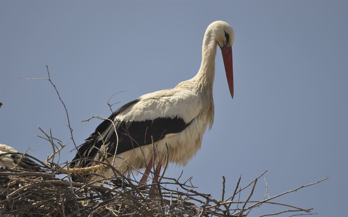 White Stork