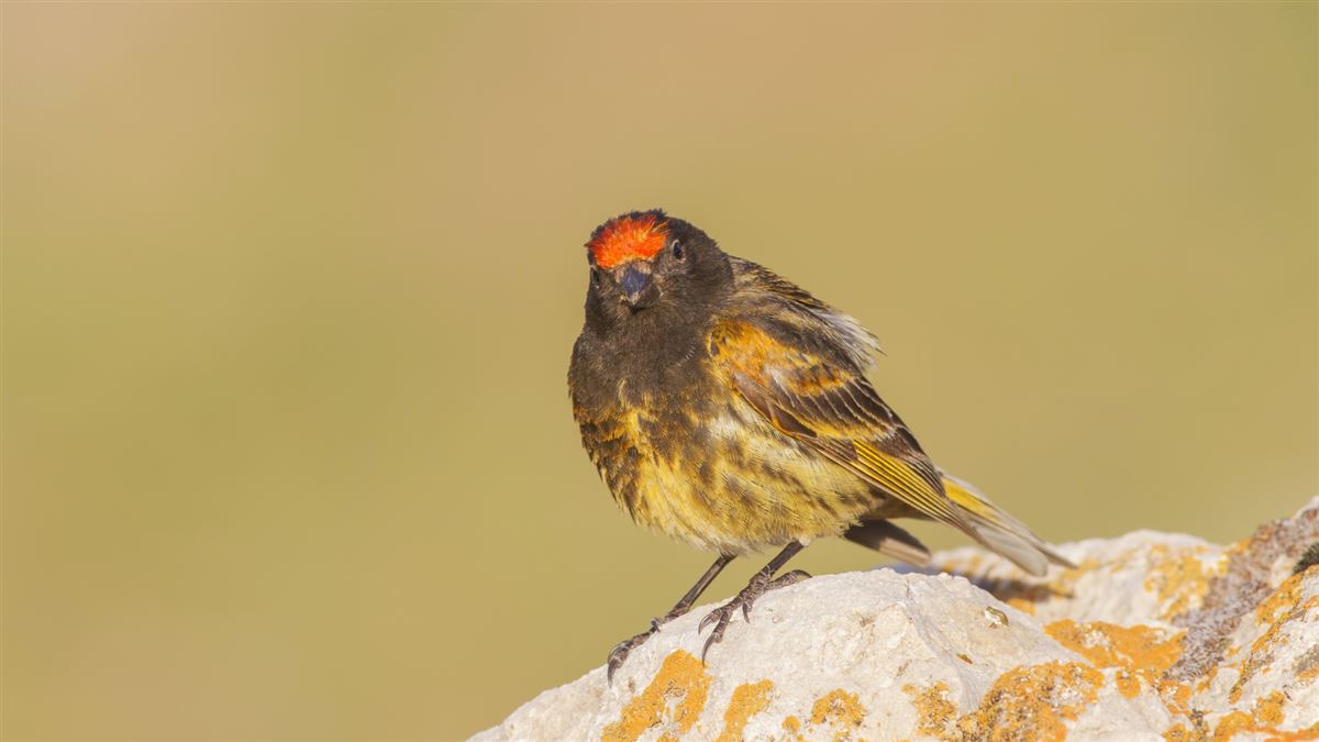 Red-fronted Serin