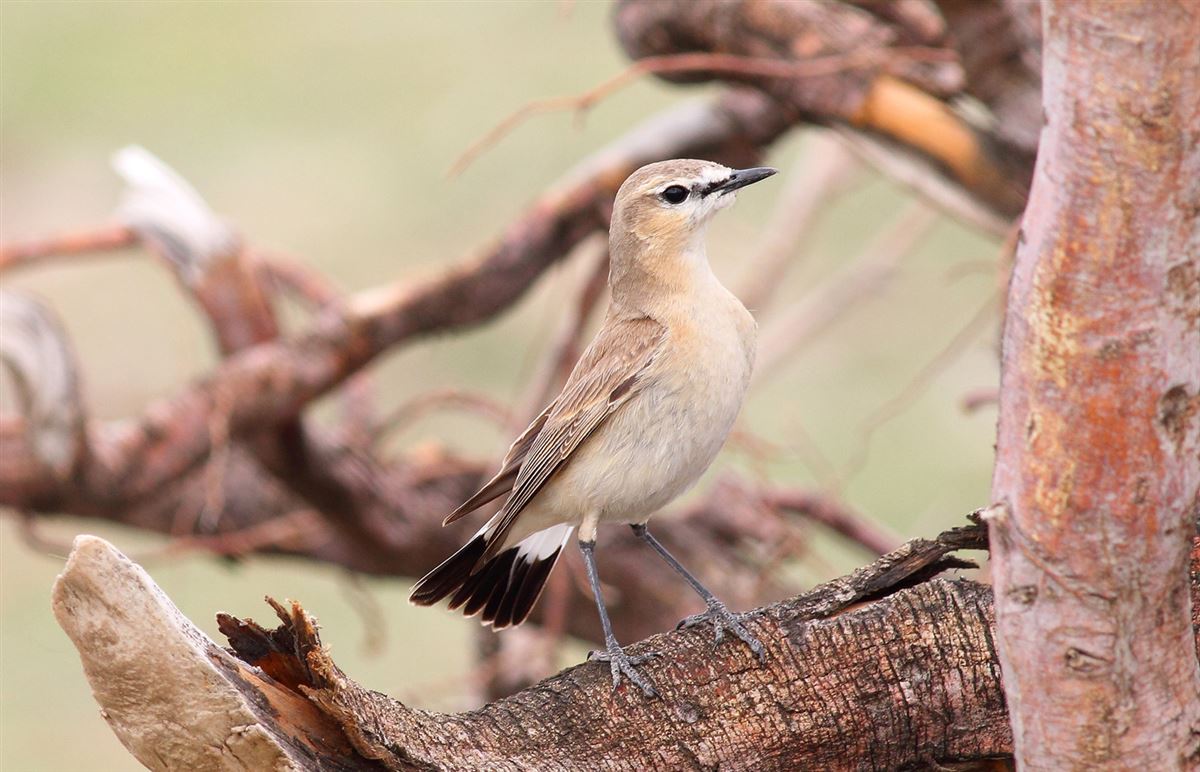 Isabelline Wheatear