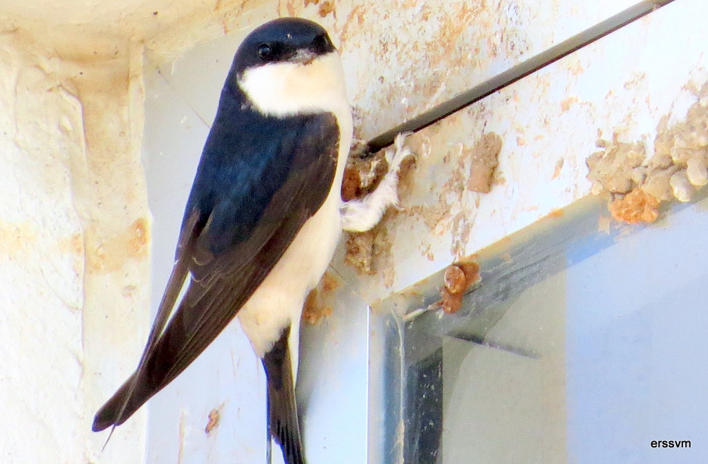 Western House Martin