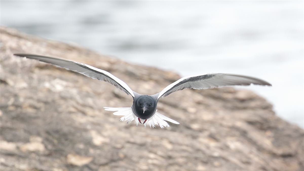 White-winged Tern