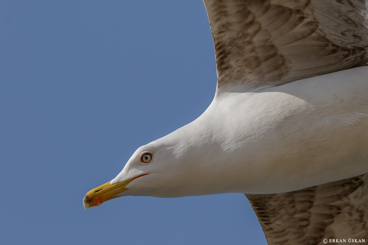 Yellow-legged Gull