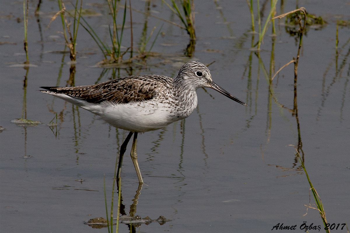 Common Greenshank