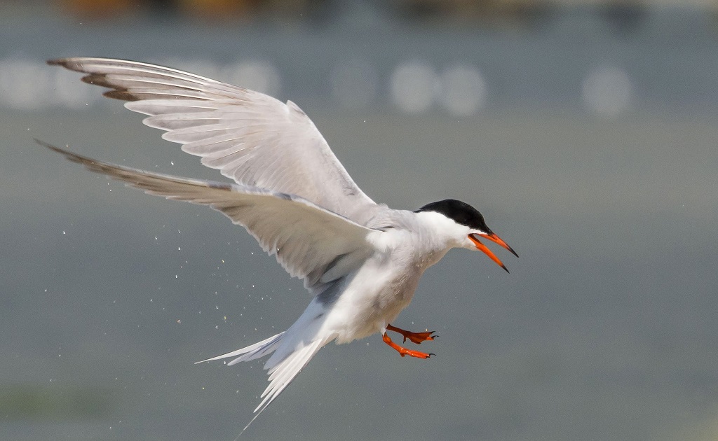 Common Tern