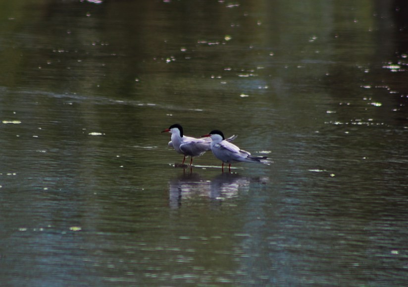 Common Tern