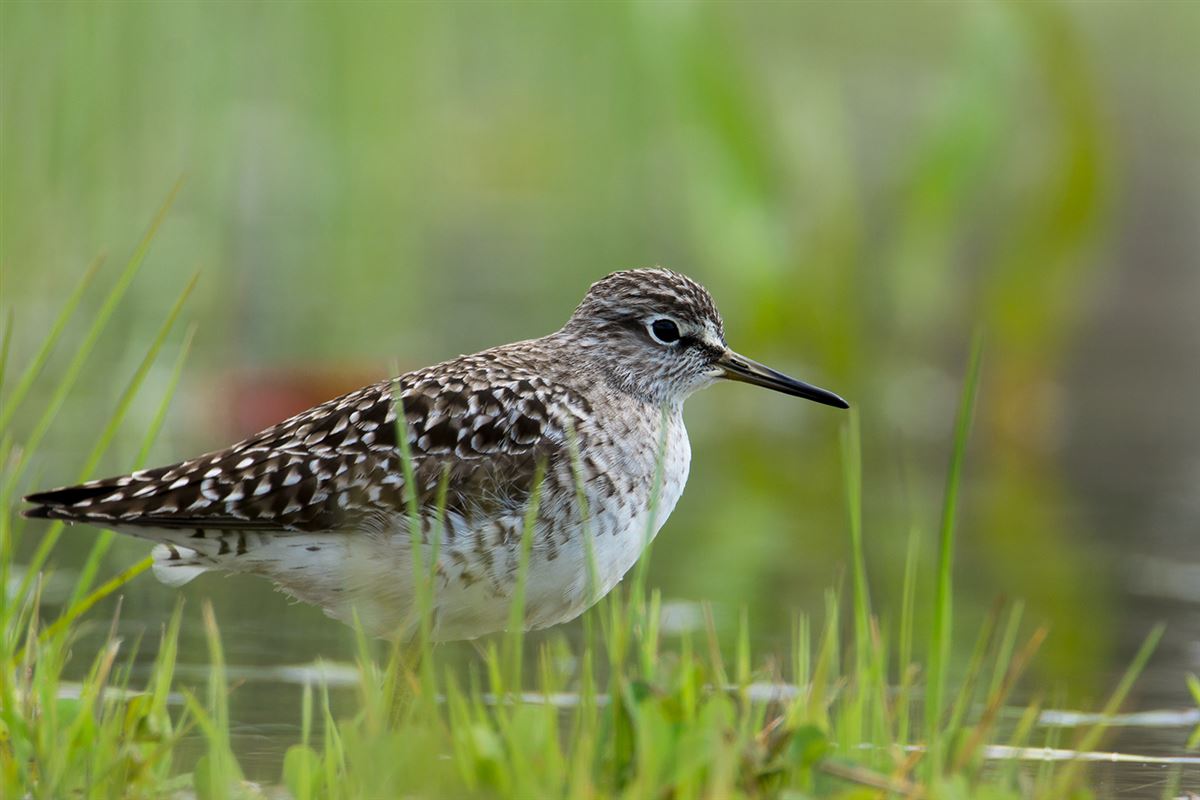 Wood Sandpiper