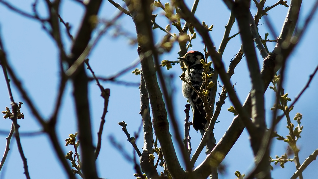 Lesser Spotted Woodpecker