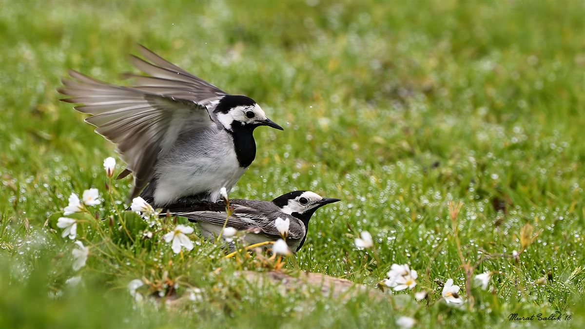 White Wagtail