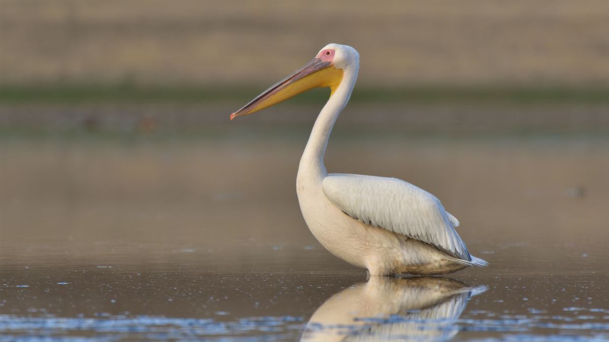 Great White Pelican