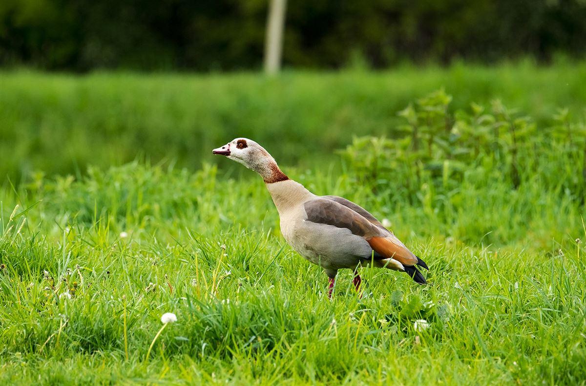 Egyptian Goose