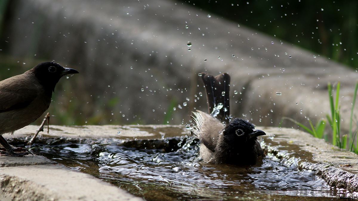 White-spectacled Bulbul