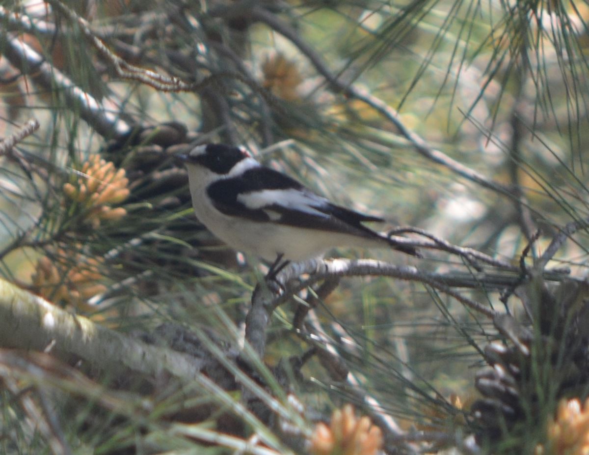 Collared Flycatcher