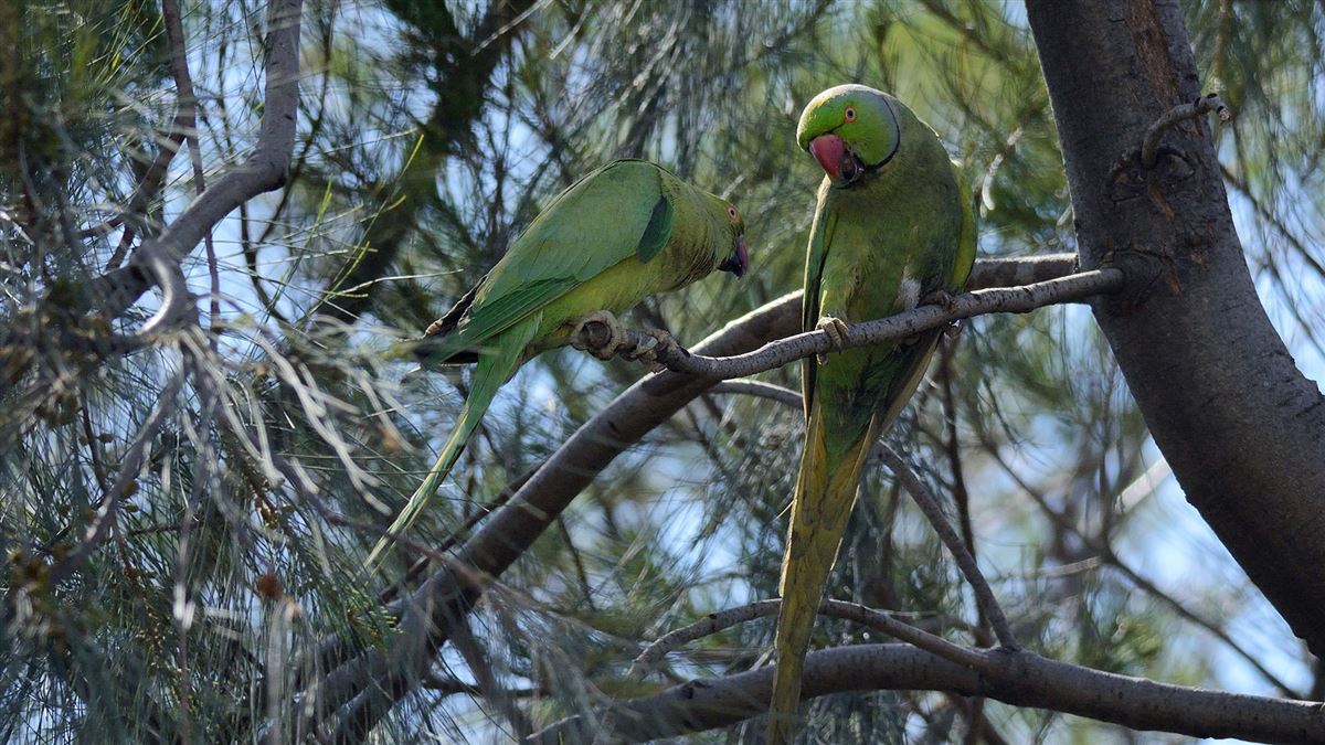 Rose-ringed Parakeet