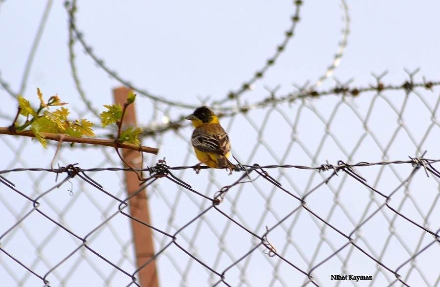 Black-headed Bunting
