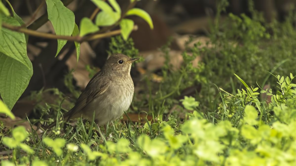 Thrush Nightingale