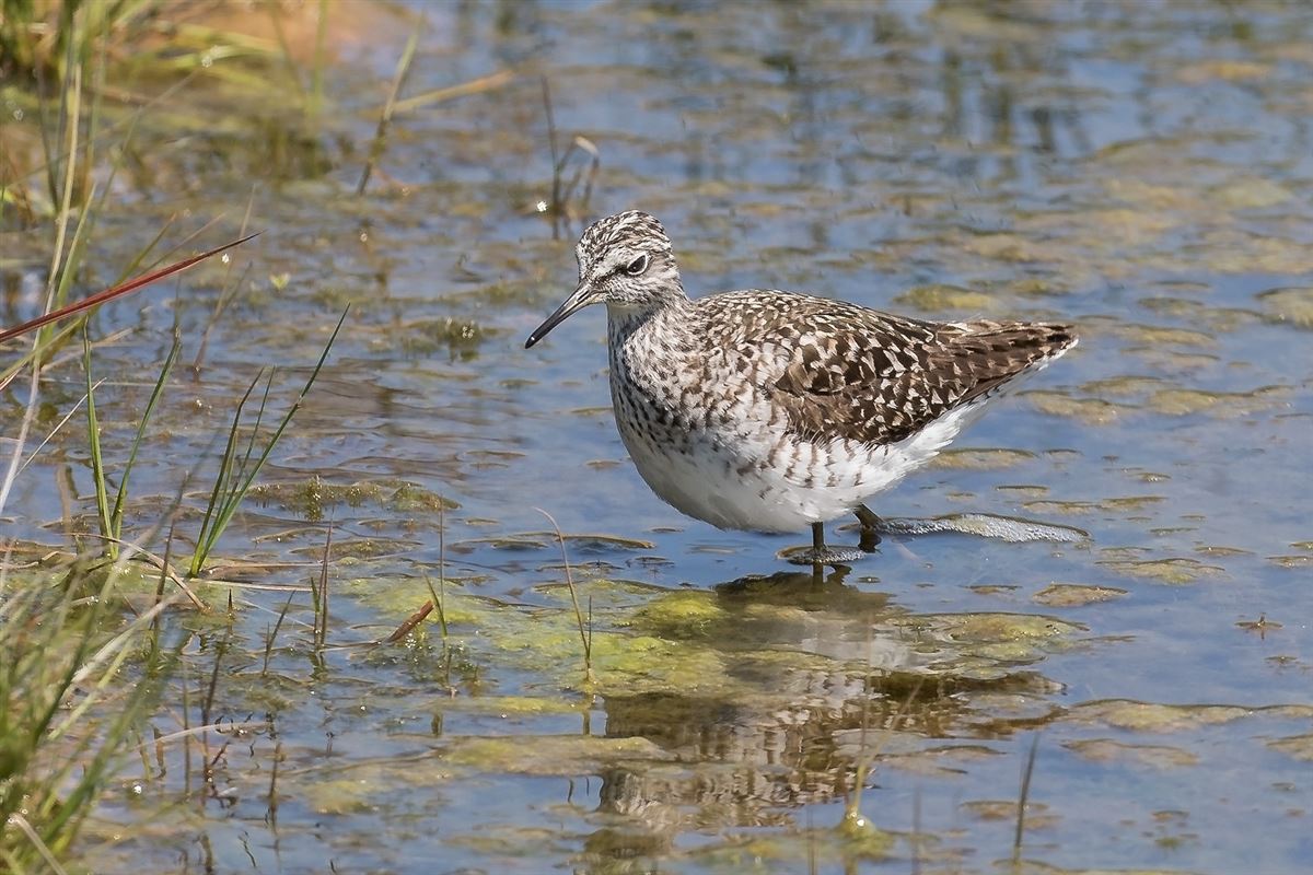 Wood Sandpiper
