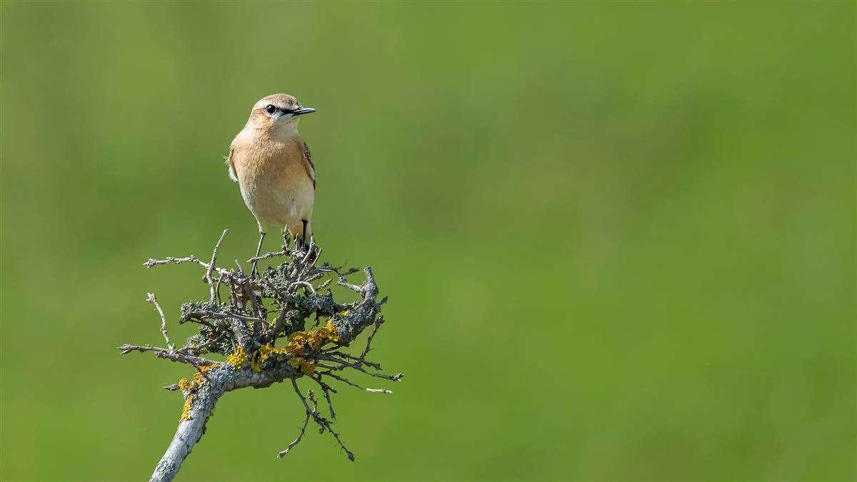 Northern Wheatear