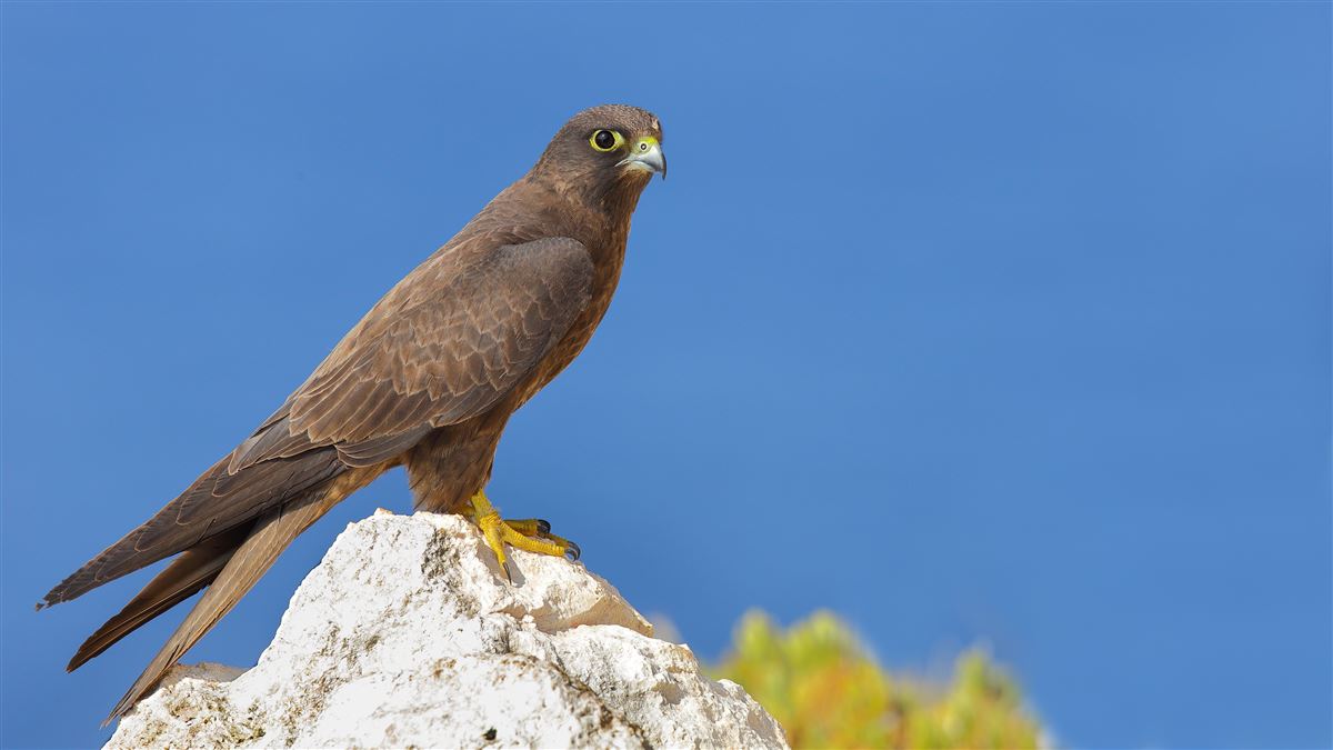 Eleonora`s Falcon