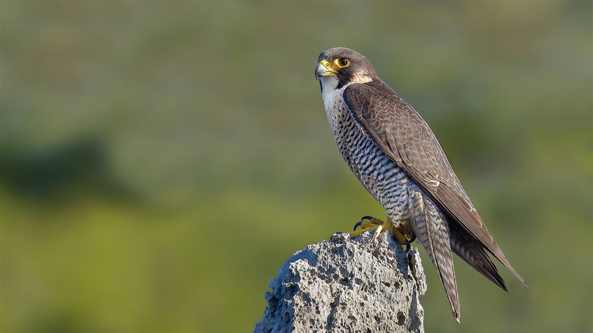 Peregrine Falcon