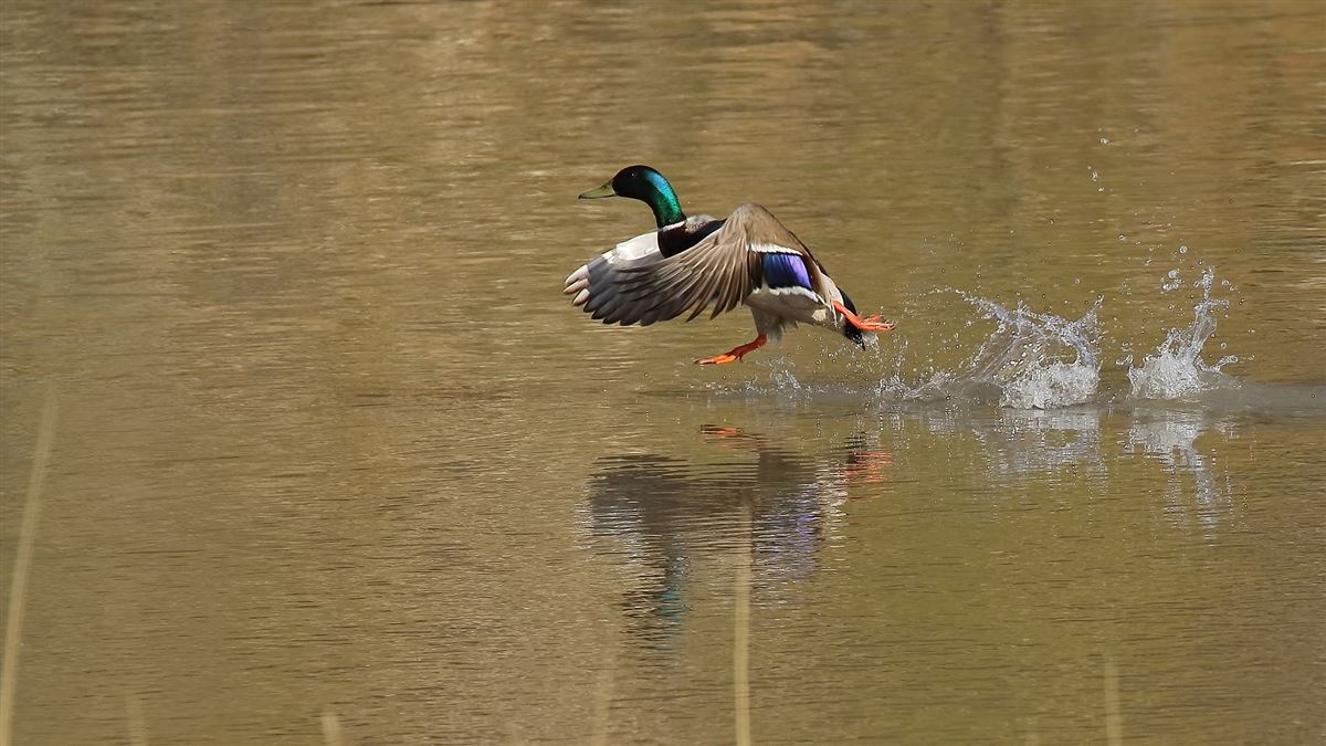 Mallard