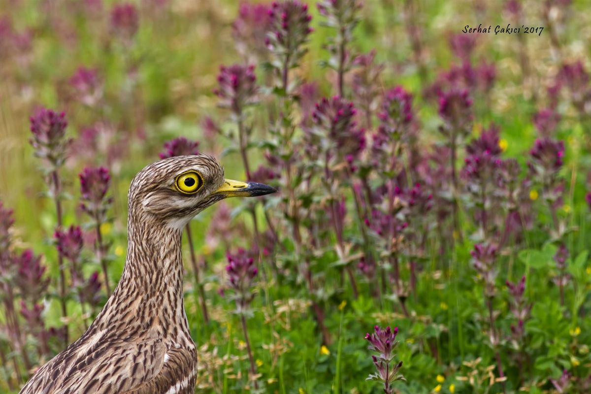 Eurasian Stone-curlew