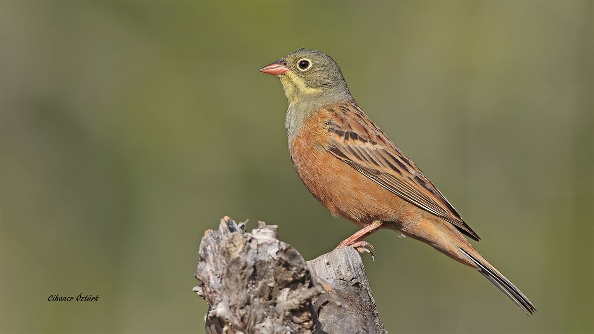 Ortolan Bunting