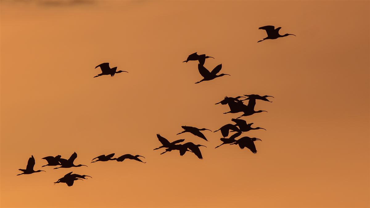 Glossy Ibis