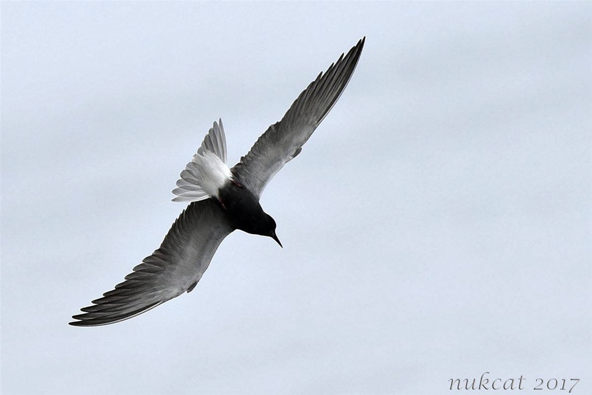 Black Tern