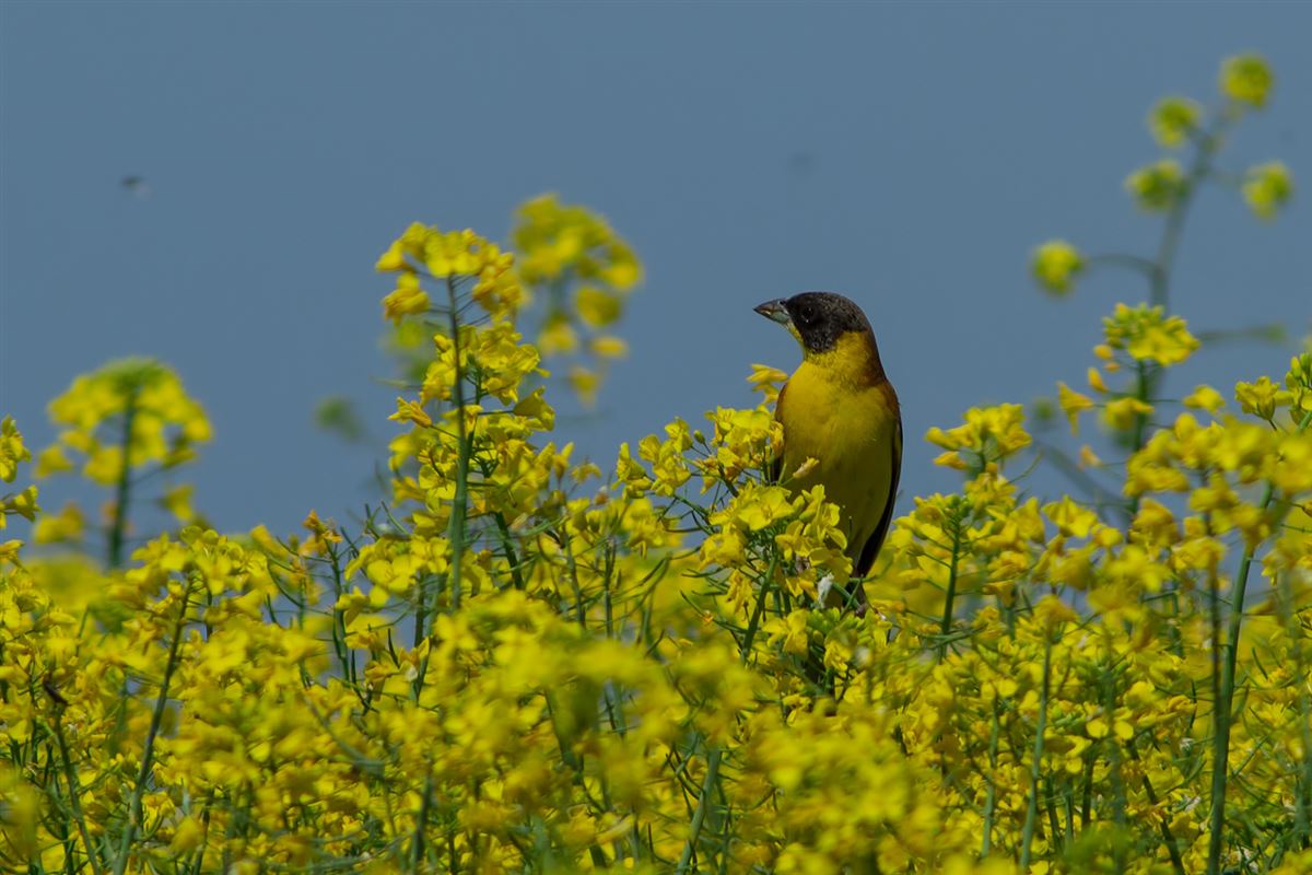 Black-headed Bunting