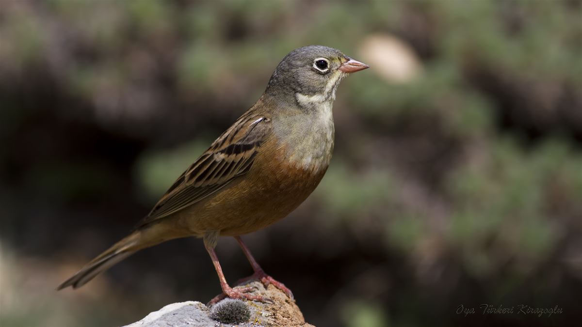 Ortolan Bunting
