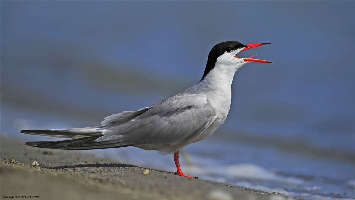 Common Tern