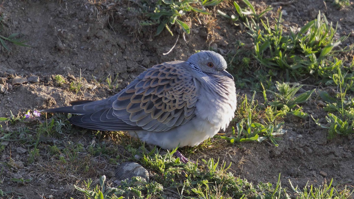 European Turtle Dove