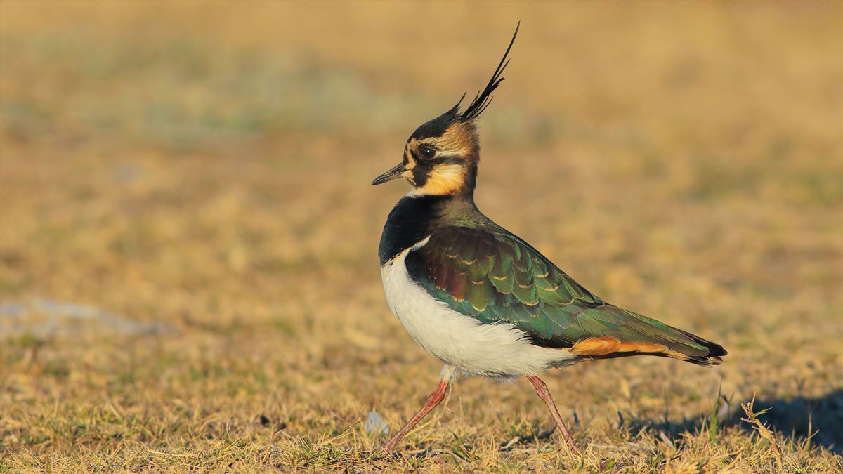 Northern Lapwing