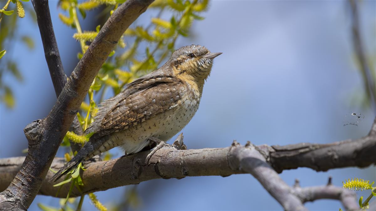 Eurasian Wryneck