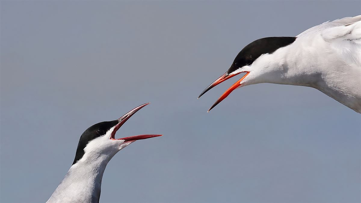 Common Tern