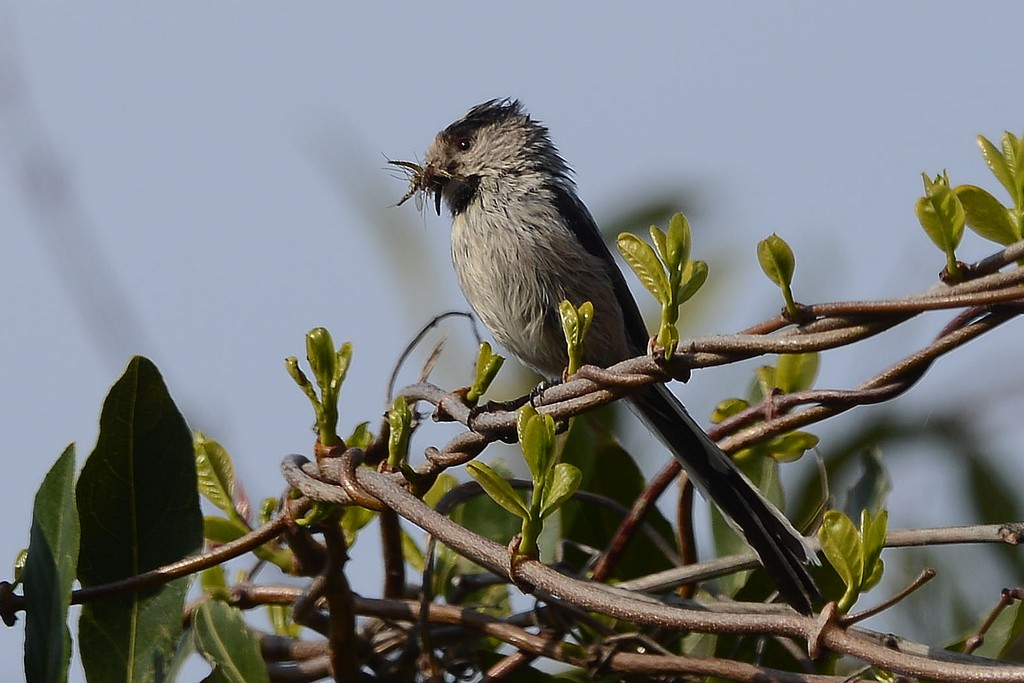 Long-tailed Tit