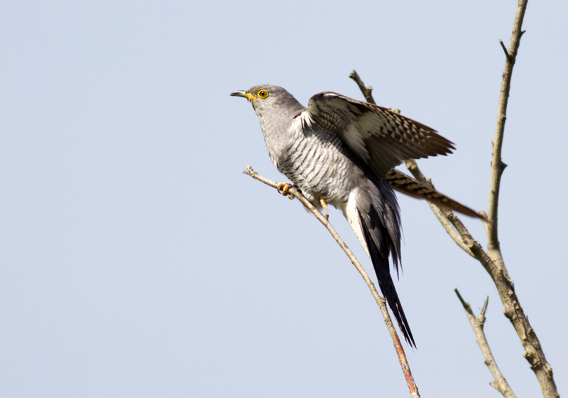 Common Cuckoo